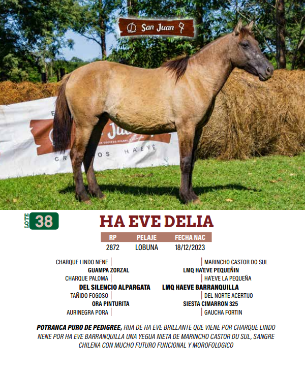 Lote LOTE 38