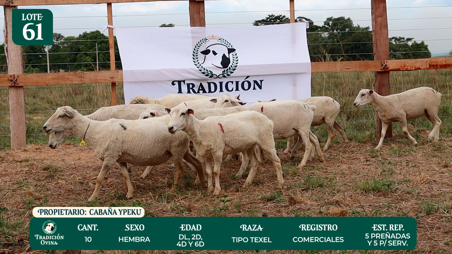 Lote LOTE 61 - POR PANTALLA