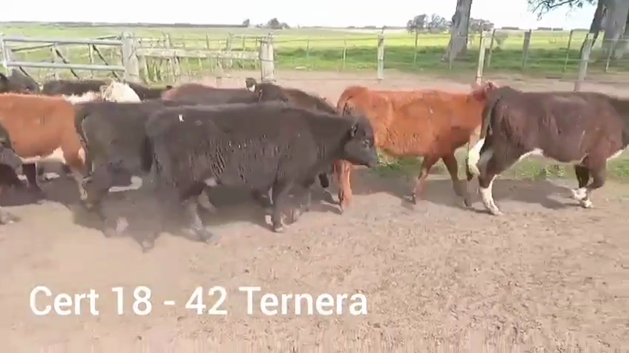 Lote TERNERAS