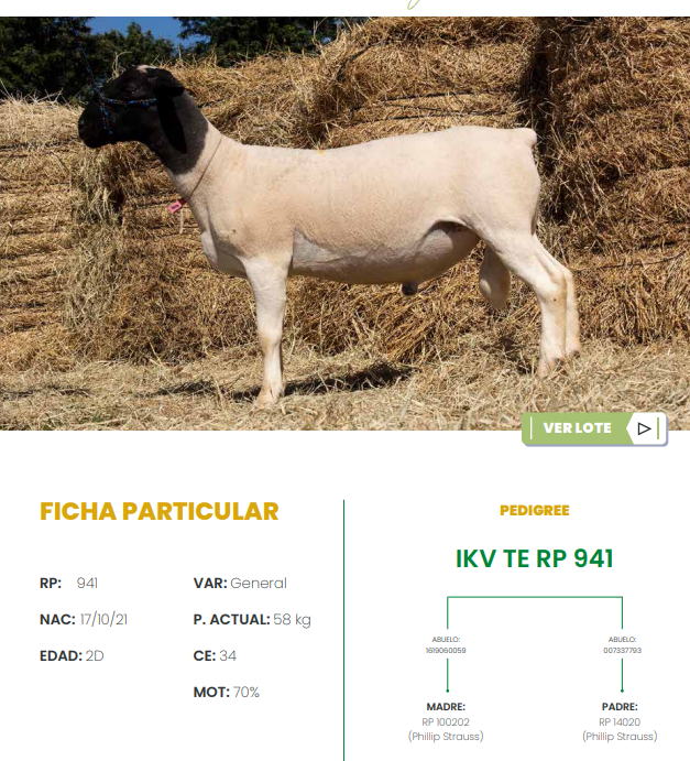 Lote LOTE 7
