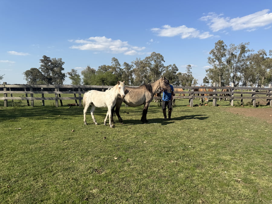 Lote Yegua mansa con cria