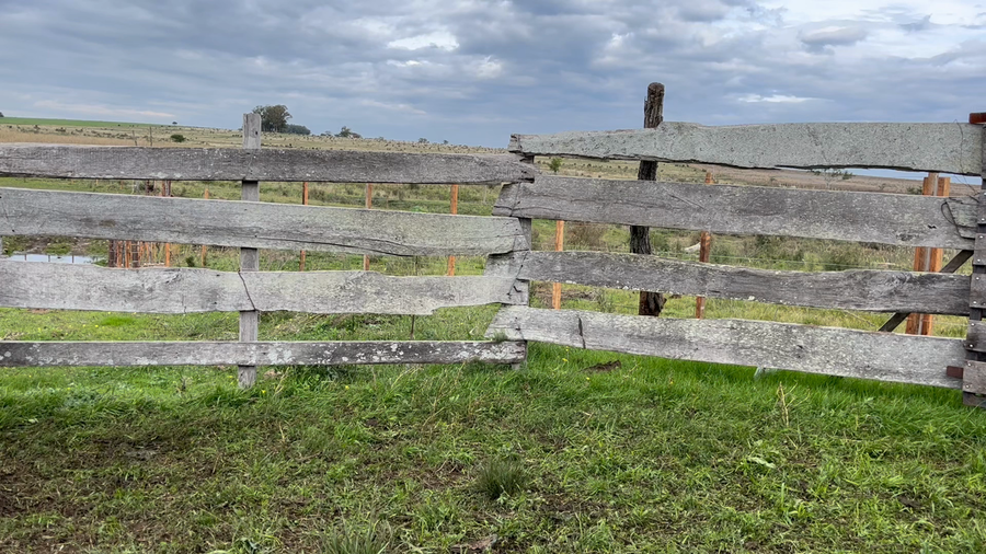 Lote TERNEROS Y TERNERAS