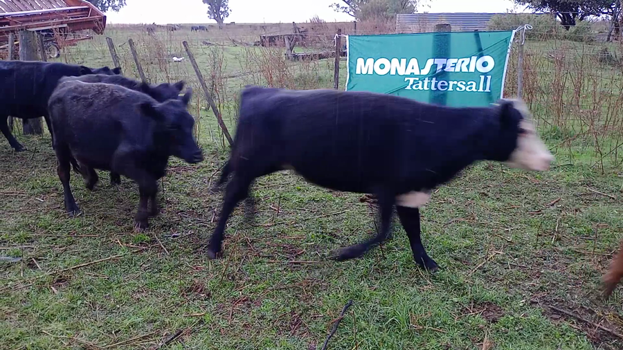 Lote 28 Terneros/as en Salazar