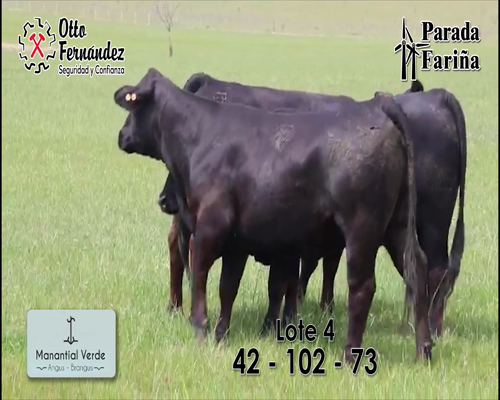Lote LOTE 4- Vaquillonas y Vacas Brangus Sin Servicio