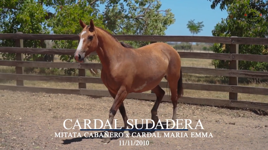 Lote Cardal Sudadera