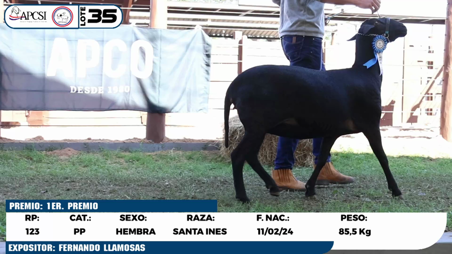 Lote LOTE 35