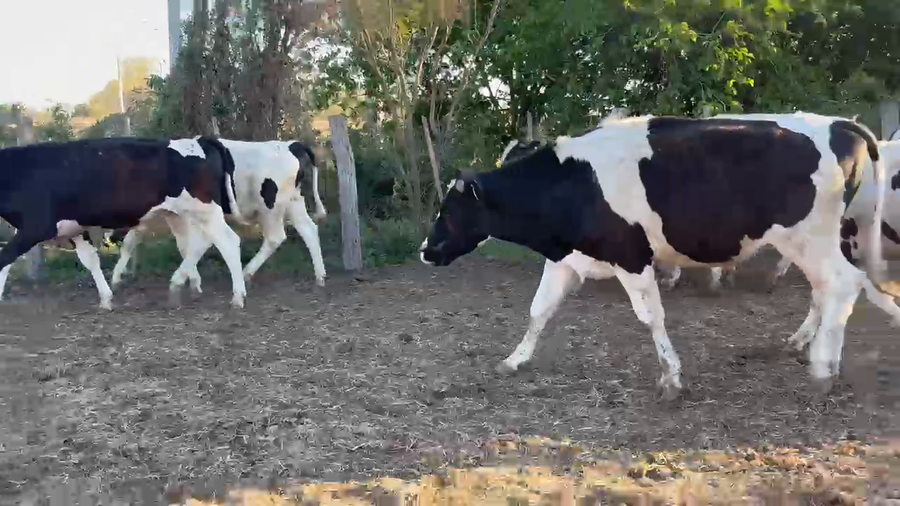 Lote 25 Novillitos Holando en Freyre, Córdoba
