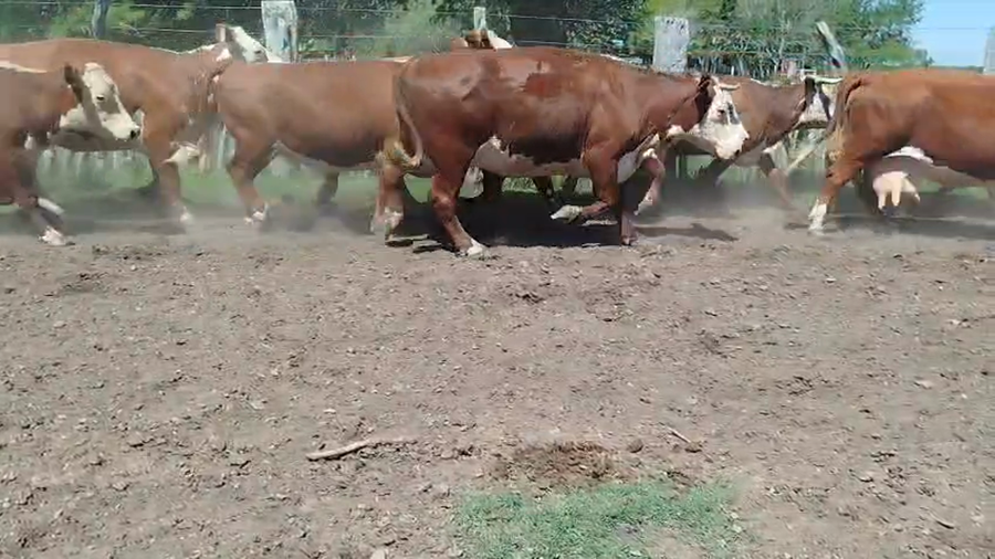 Lote 34 Vacas de invernar