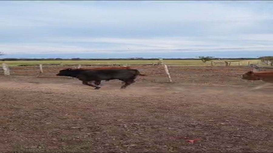 Lote 70 Novillitos y vaquillonas en Calchaquí, Santa Fe