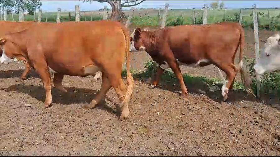 Lote 15 Vaquillonas  Hereford a remate en Pantalla Camy en Ruta 3 Km120