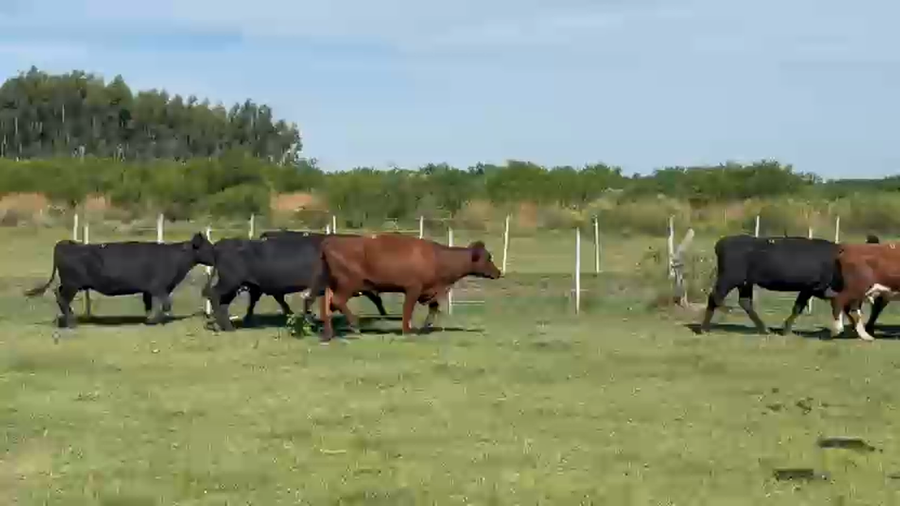 Lote 32 Vacas de invernar