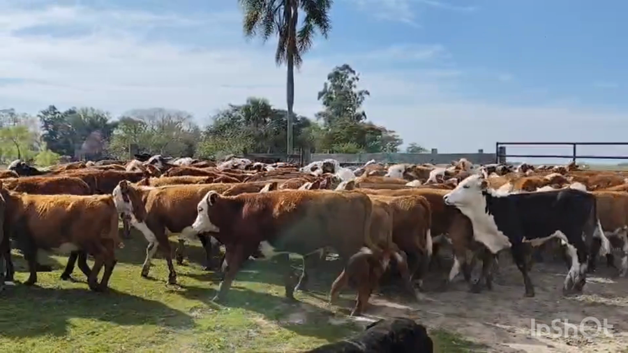 Lote 130 Terneras en Corrientes, Santa Rosa