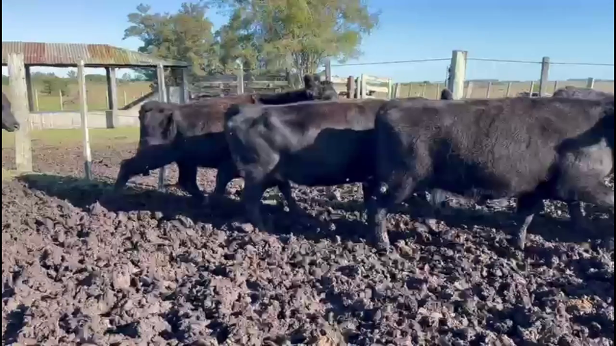 Lote VACAS DE INVERNADA
