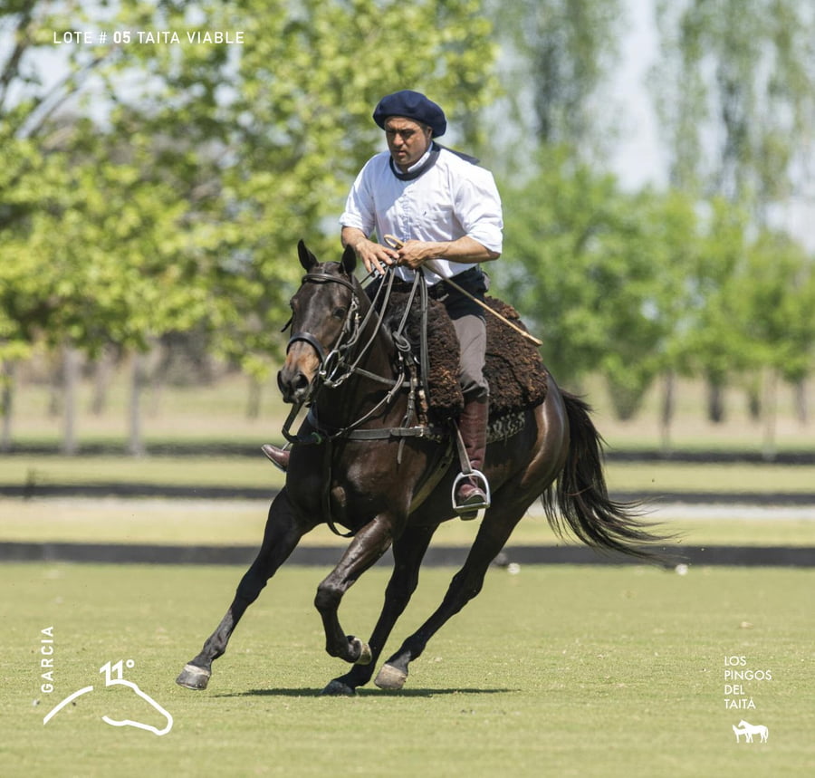 Lote TAITA VIABLE - T/E (DOLFINA EL MESSI - TAITA FACIL)