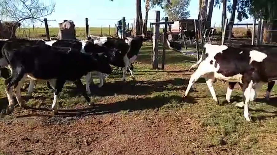 Lote (Vendido)7 Terneros HOLANDO a remate en Pantalla Camy Mayo - Desde La Cuenca 115kg - , San José