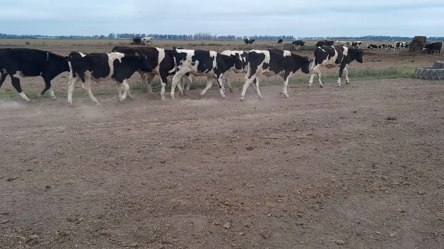 Lote 16 Novillitos Holando Argentino en Col. Vgnaud, Córdoba