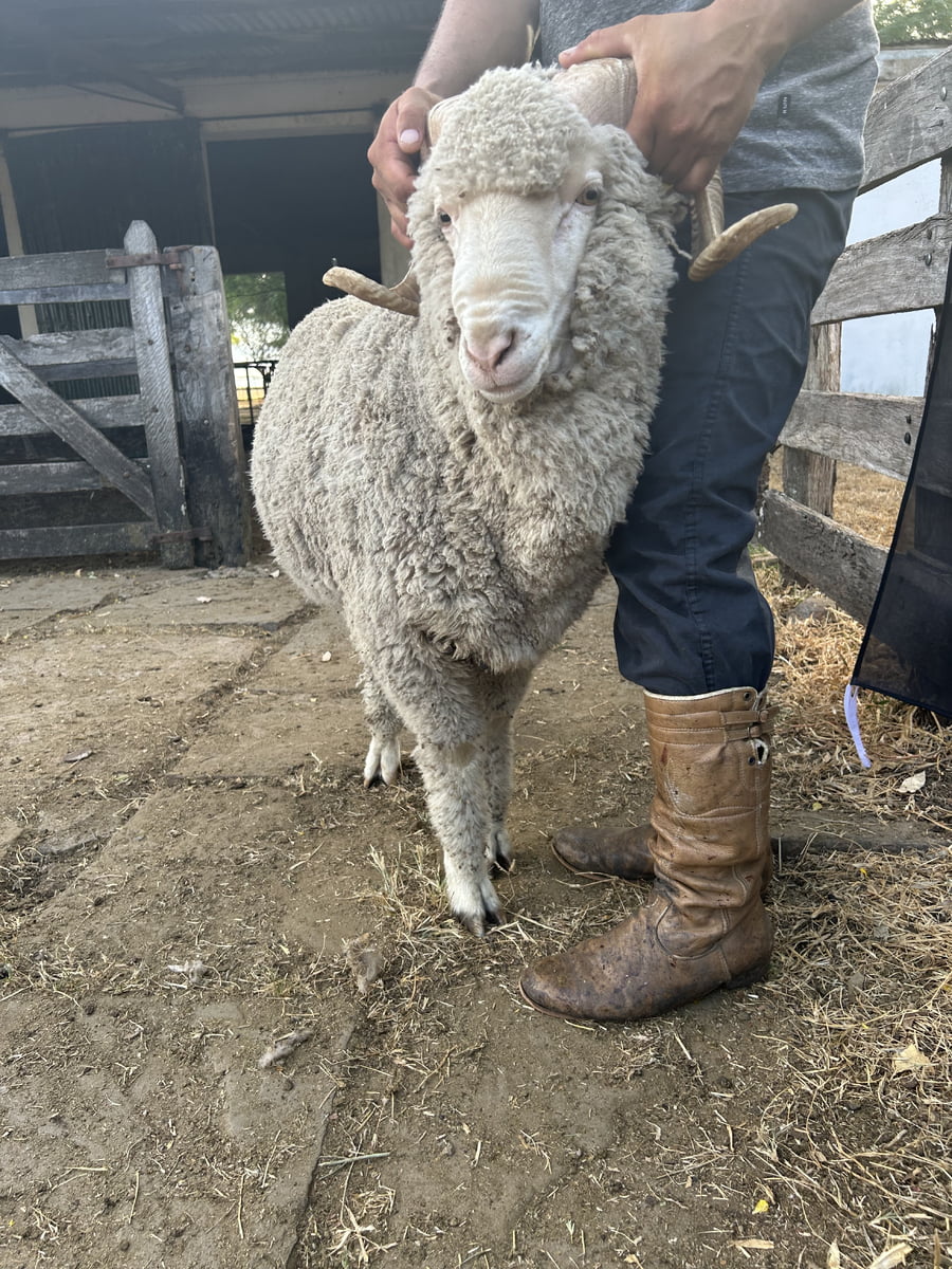Lote Borrego 2D (MO: Si)