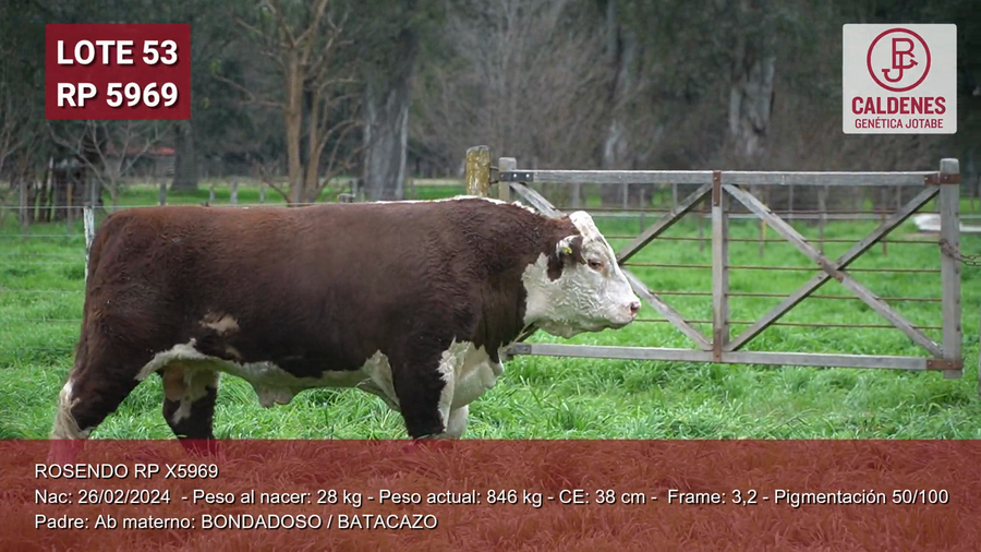 Lote Toro PP