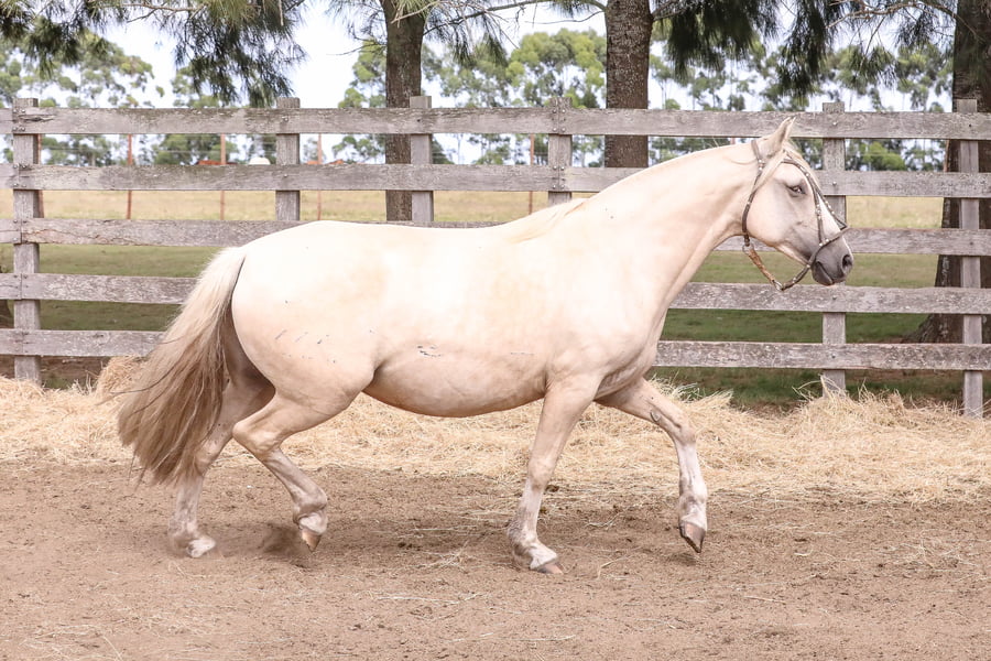 Lote FEDERAL LONJERA