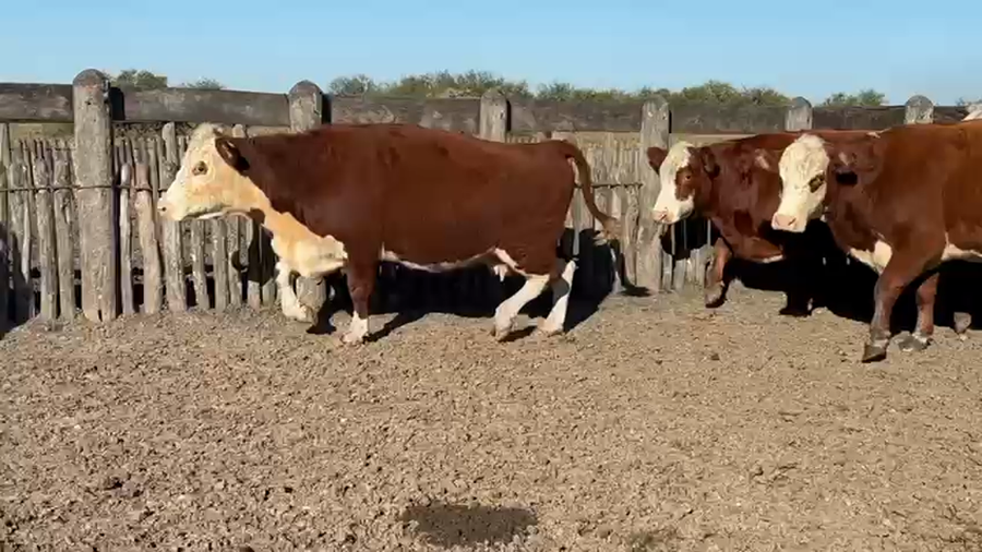 Lote 39 Vaca Consumo