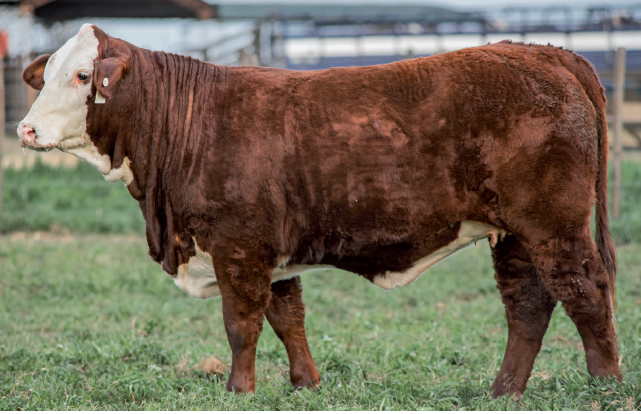 Lote Vaquillonas Braford -  Los Charabones