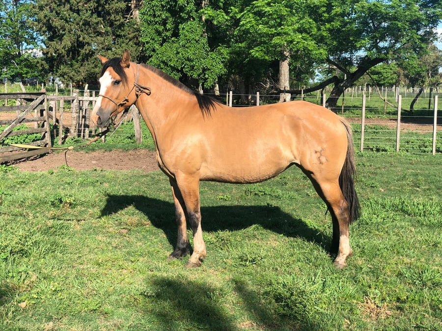 Lote DEL SILENCIO BUTACA