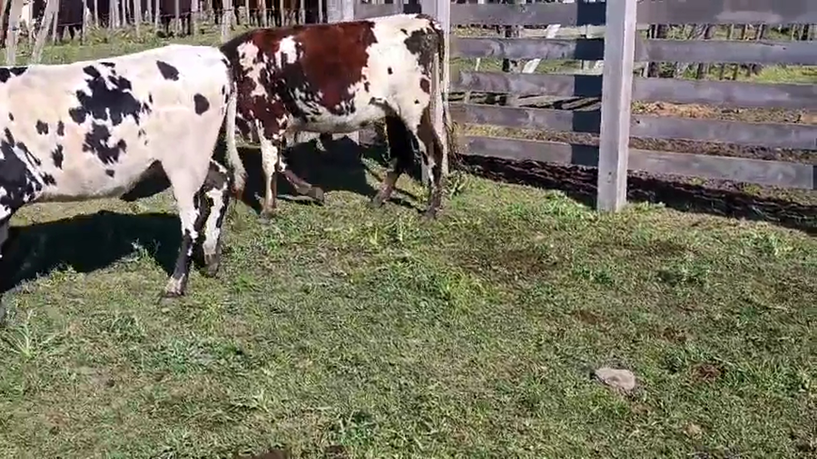 Lote 2 Vaquillonas  a remate en Pantalla Camy 400kg - , San José