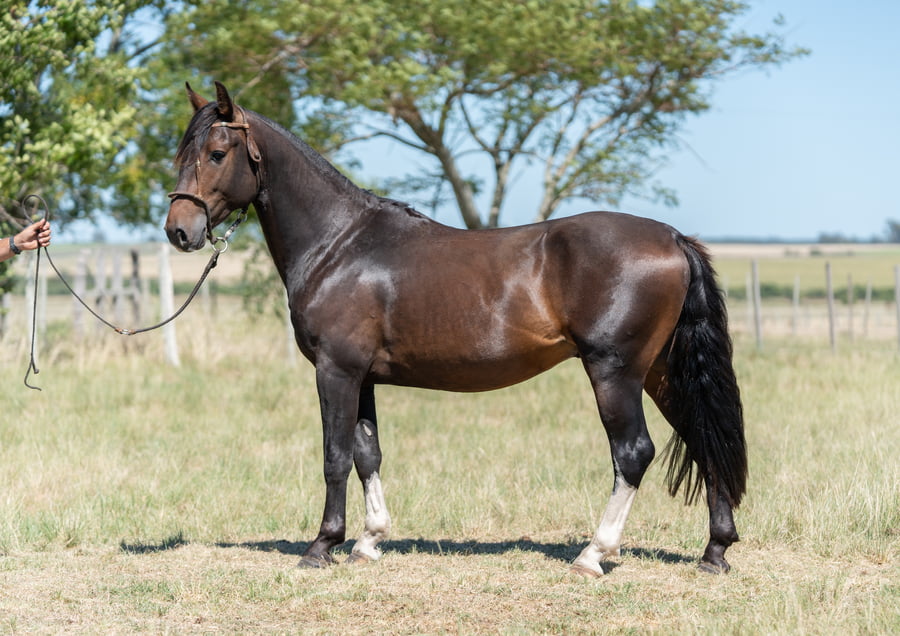 Lote Averías Ponga y Ponga