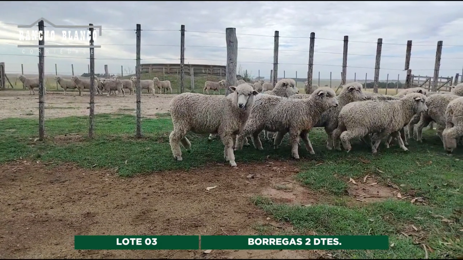 Lote BORREGAS 2 DTES.