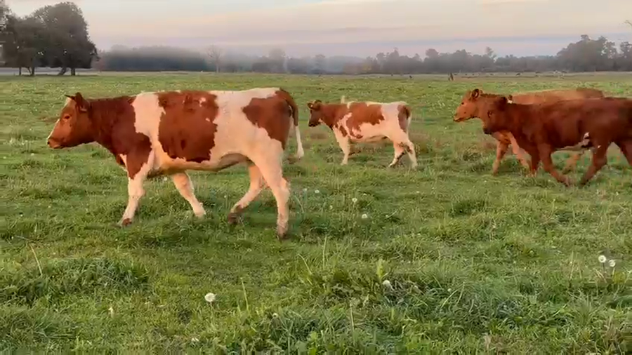 Lote 79 Vaquilla Engorda en Perquenco, IX Región Araucanía