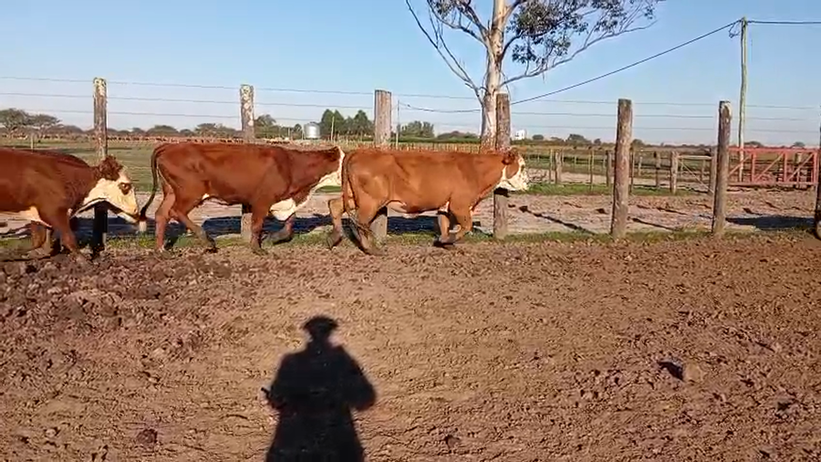 Lote 9 Faena en Corrientes, Curuzu Cuatia