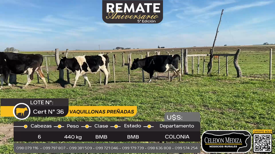 Lote 6 Vaquillonas preñadas en La Horqueta, Colonia
