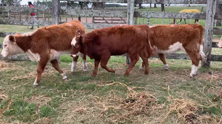 Lote 11 Terneras en Melo, Cerro Largo