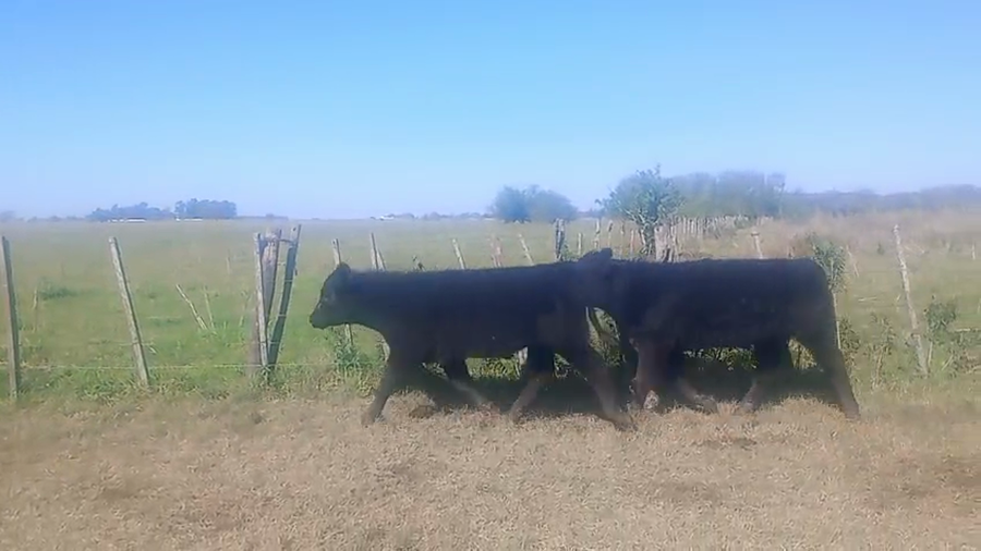 Lote 76 Terneros/as