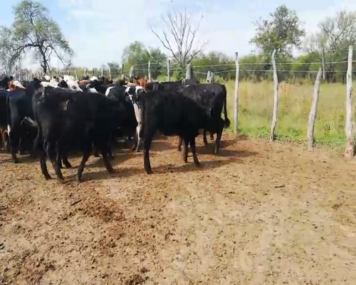 Lote 75 Terneros/as en Federal, Entre Ríos