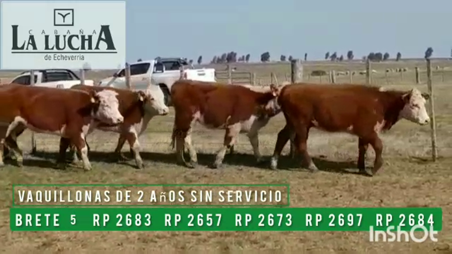 Lote VAQUILLONAS PI  DE 2 AÑOS SIN SERVICIO