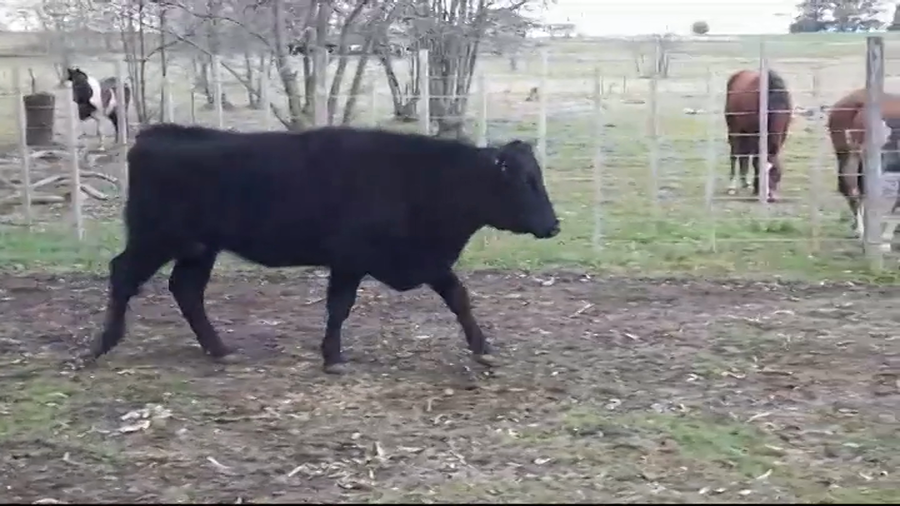 Lote VACA DE INVERNADA