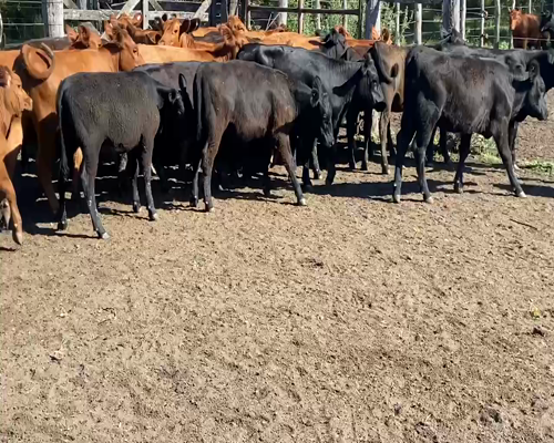 Lote 32 Terneras en Villaguay, Entre Ríos