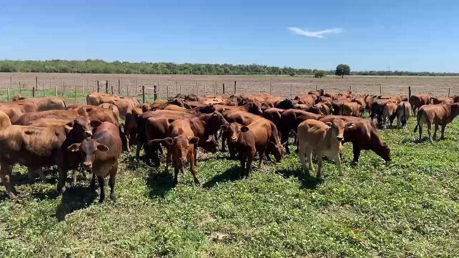 Lote 85 Novillitos en Ibarreta, Formosa