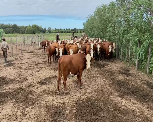 Lote 50 Vacas de invernar en Pirané, Formosa