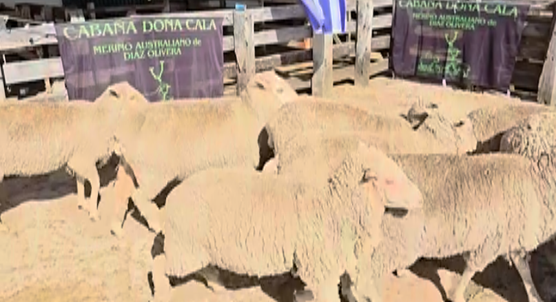 Lote BORREGAS 4/6D MO