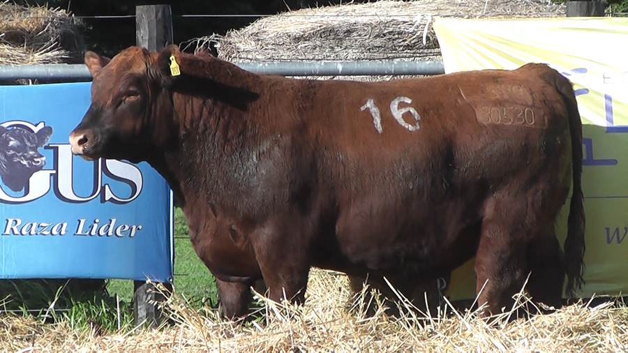 Lote TOROS ANGUS PURO CONTROLADO