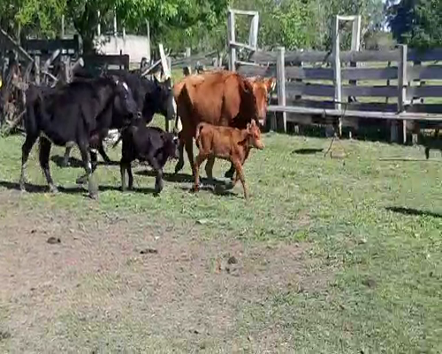 Lote 6 Ovejas piezas de cría a remate en Feria por pantalla, San José