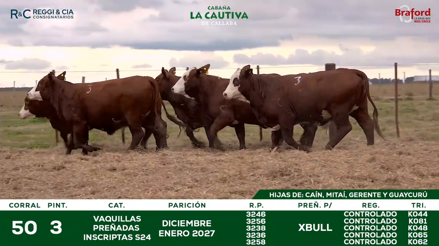 Lote VAQUILLAS BRAFORD  CONTROLADAS PREÑADAS POR IATF 18  Meses. Cabaña La Cautiva