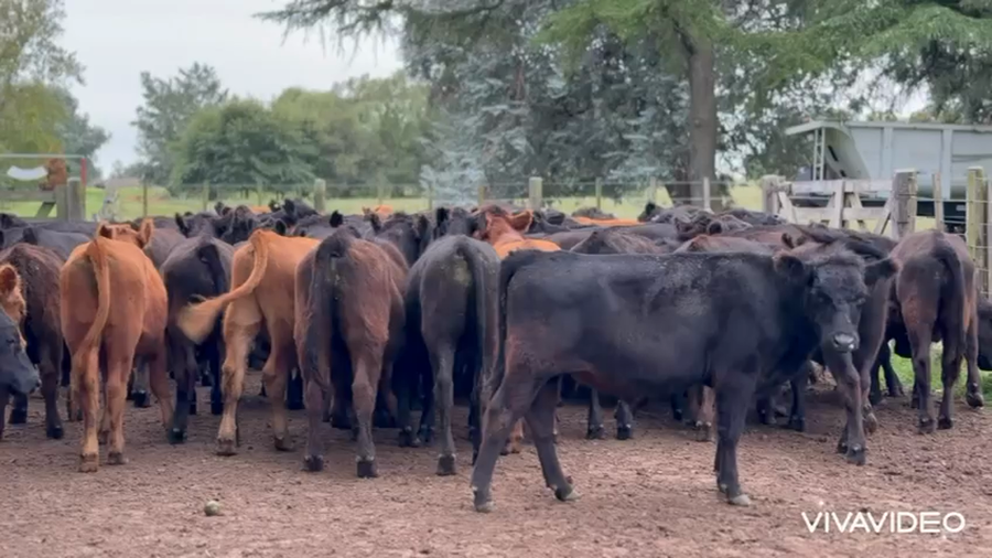 Lote 65 Novillitos