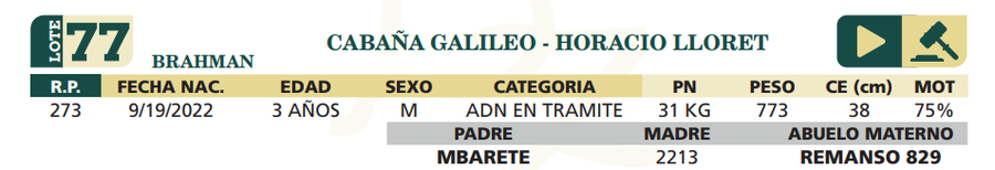 Lote LOTE 77