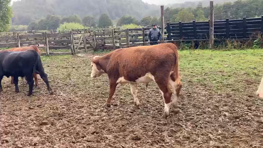 Lote 44 Novillo Engorda en Coyhaique, XI Región Aysén