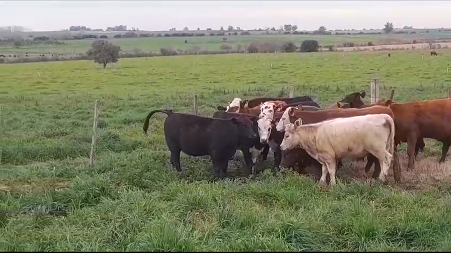 Lote (Vendido)15 Terneras HEREFORD/ ANGUS a remate en #35 Pantalla Carmelo 205kg -  en SAN PEDRO