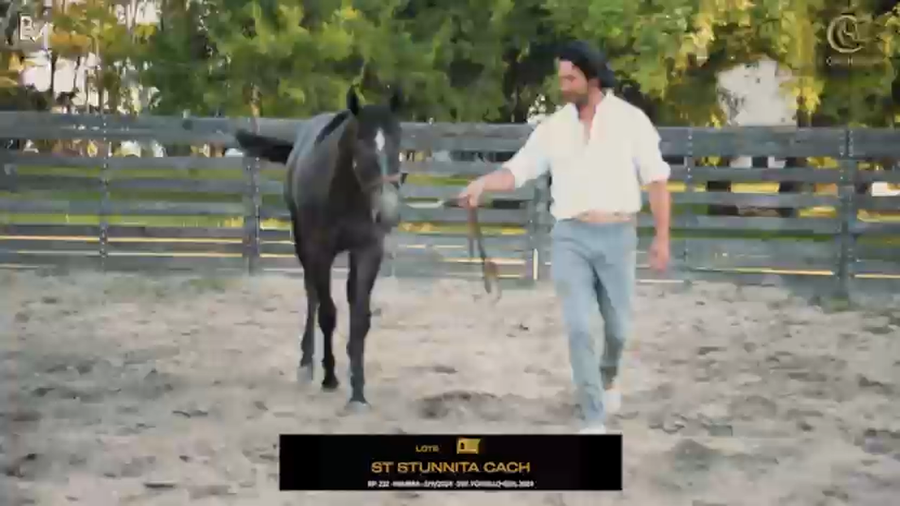 Lote ST STUNNITA CACH