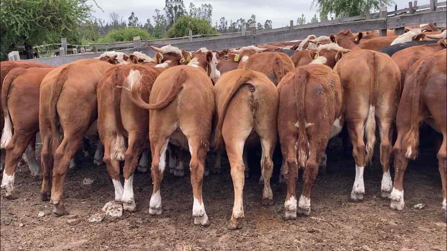 Lote 50 Novillo Engorda en  Litueche, VI  Región O'Higgins